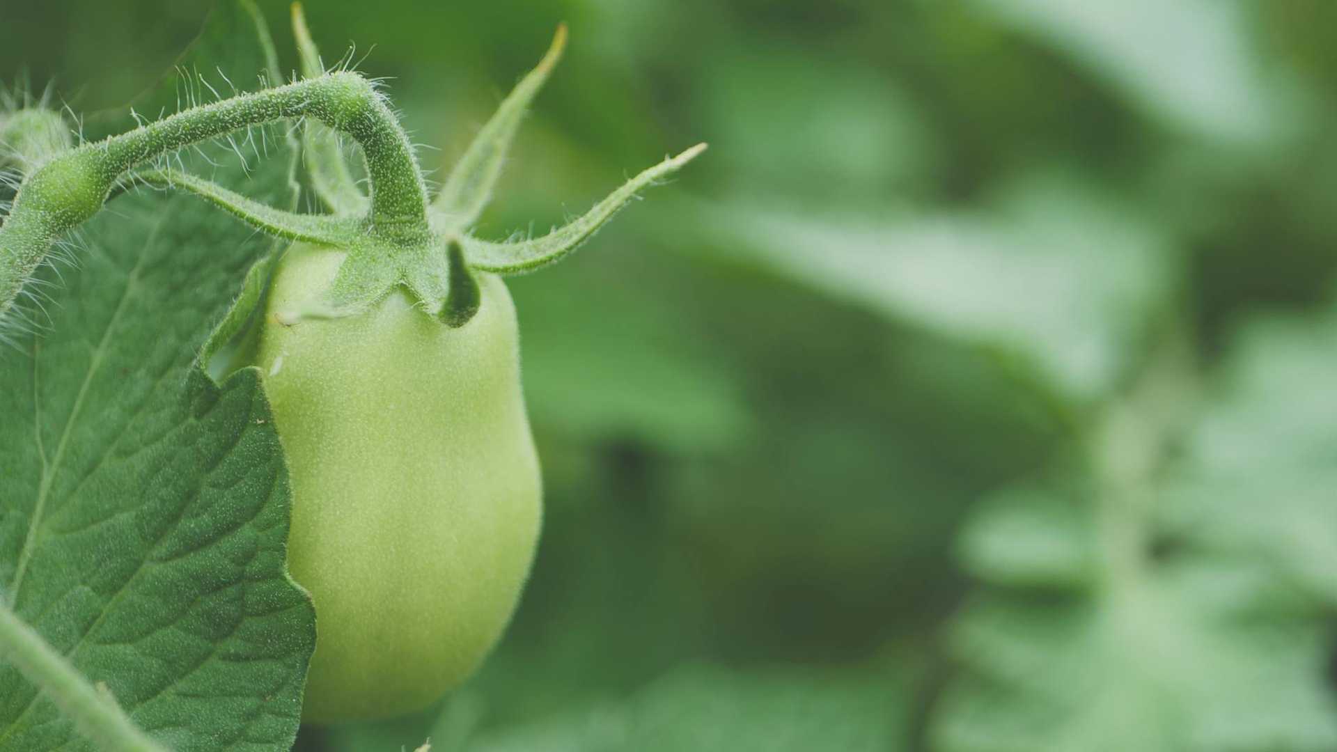 Czym nawozić pomidory w maju? Naturalne nawozy na mocny start i zdrowe krzaki
