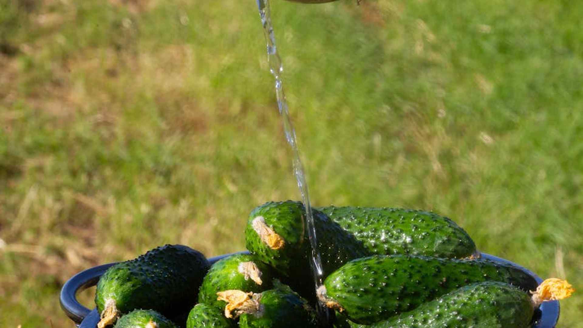 Dlaczego Twój sąsiad sieje ogórki w innym terminie i zyskuje obfity plon?