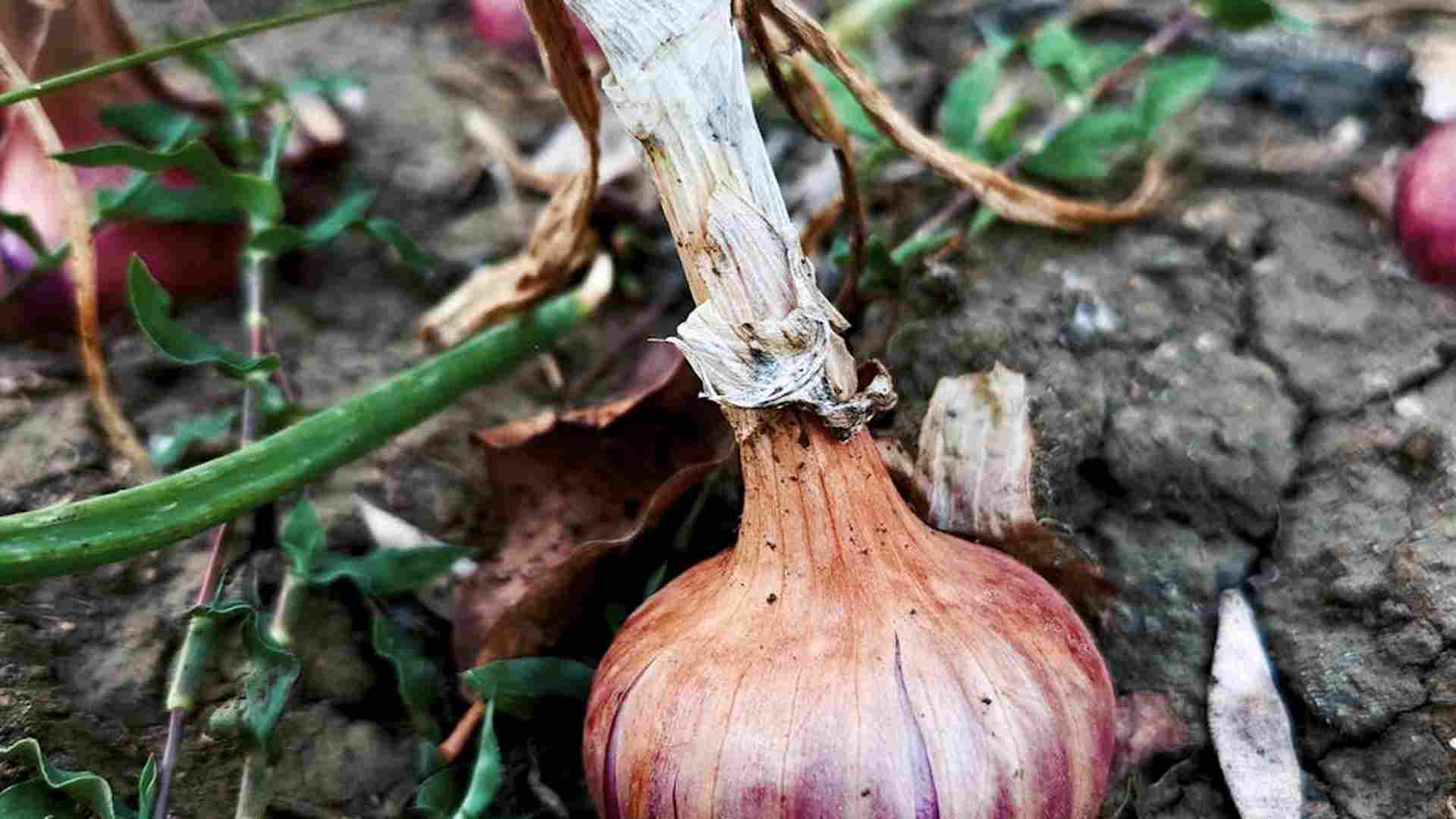 Jak uprawiać cebulę w ogrodzie