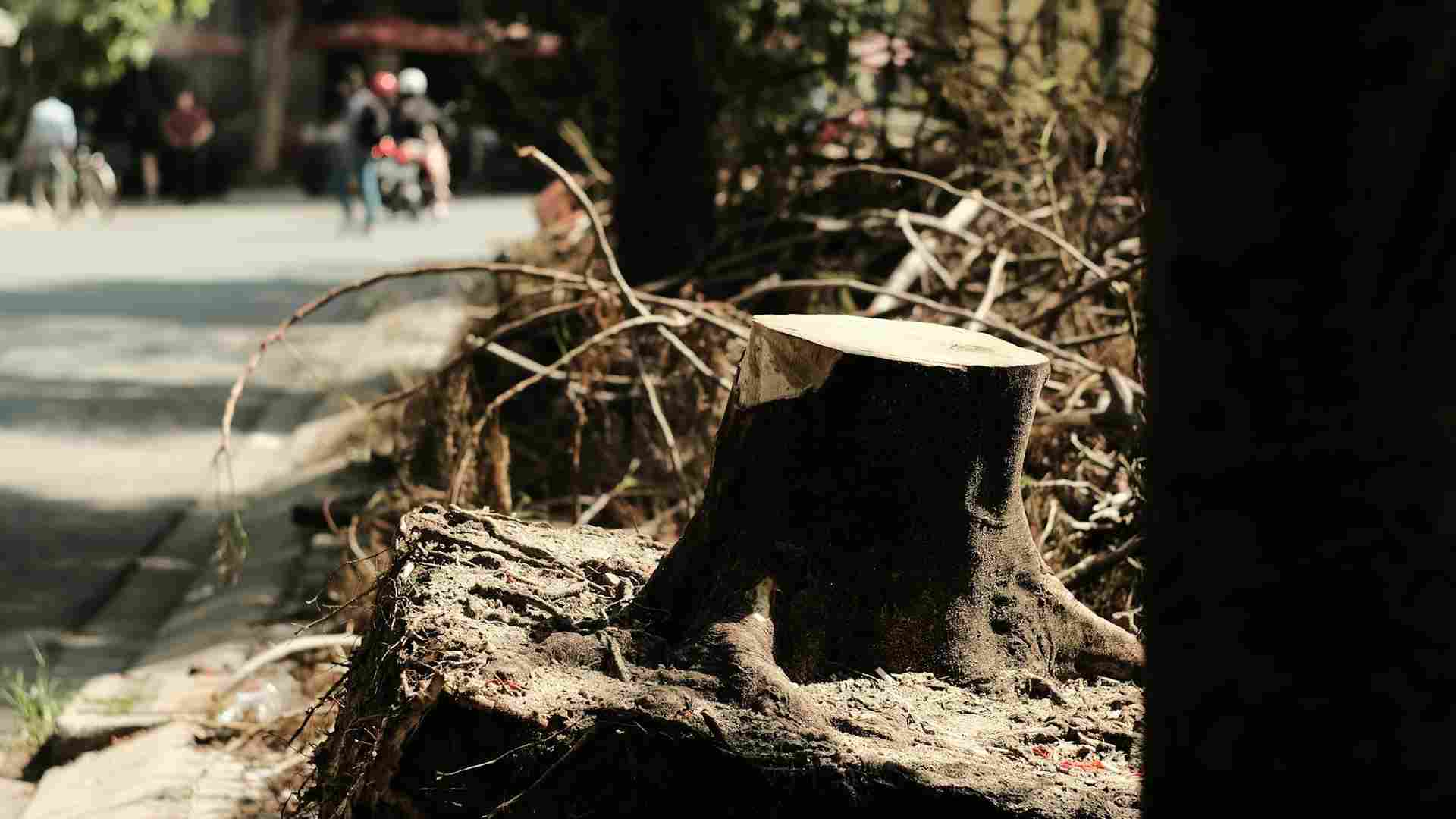 Jak usunąć pień z ogrodu? Preparaty, metody naturalne i praktyczne sposoby