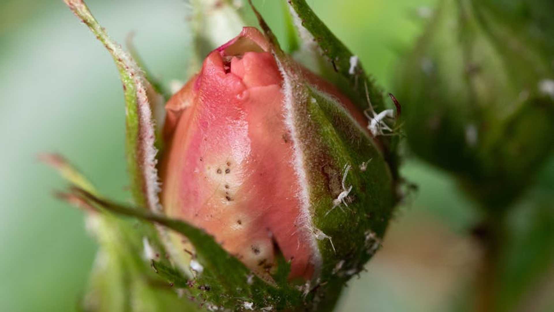 Odkryj Sekret Ogrodników: Jak Pokonać Mszyce i Urządzić Zielony Raj