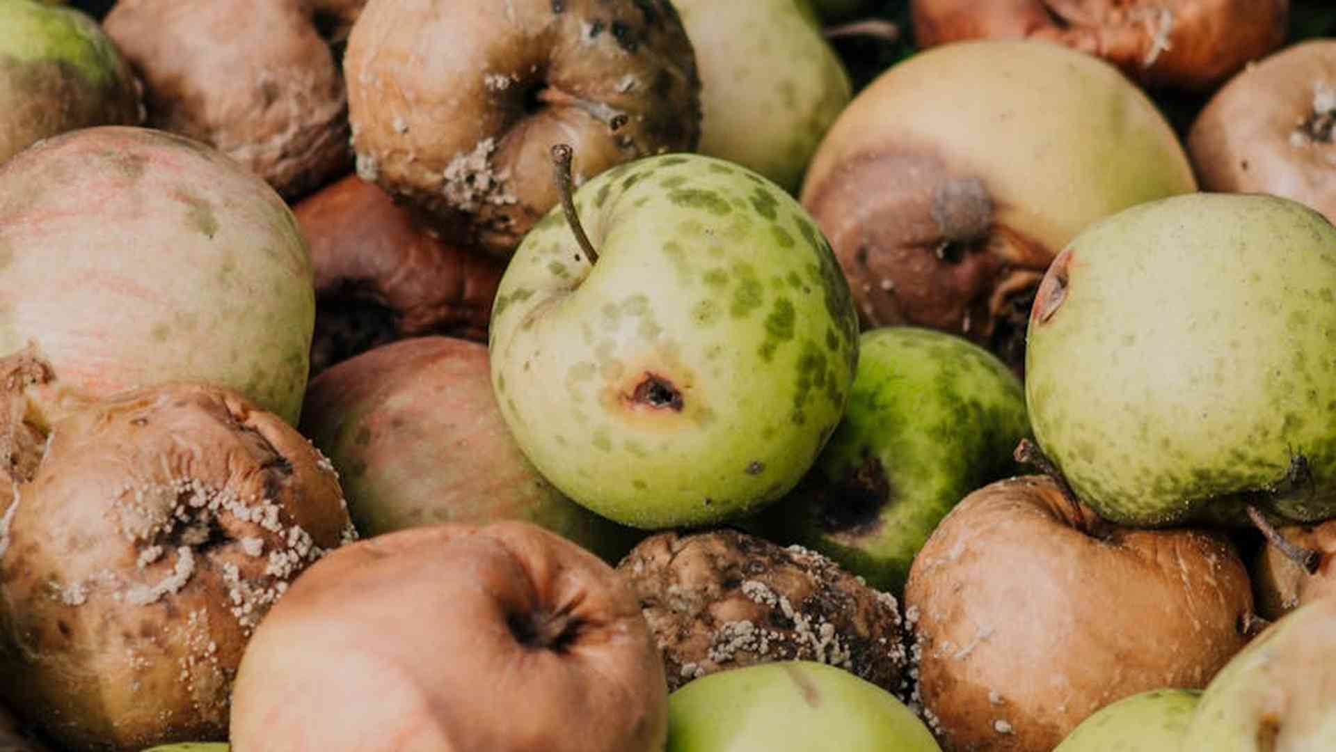 Parch jabłoni - objawy, opryski i sposoby ratowania drzew owocowych
