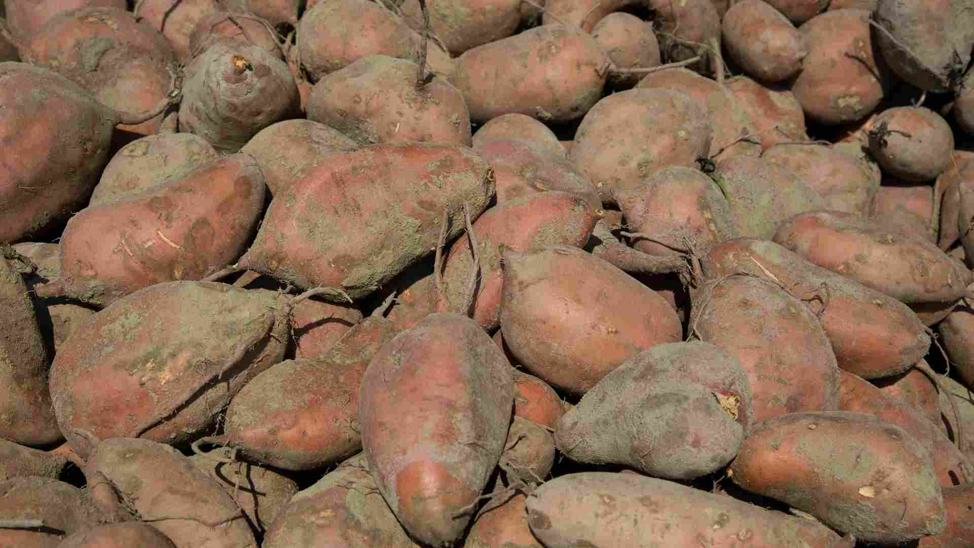 Uprawa batatów krok po kroku