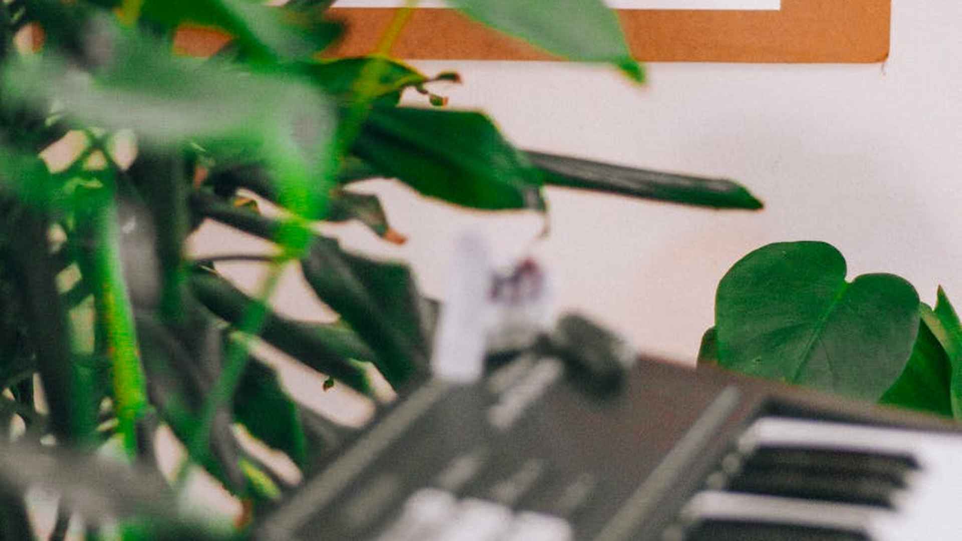 Zaskakujący wpływ muzyki na wzrost roślin - sprawdź, co odkryli naukowcy!